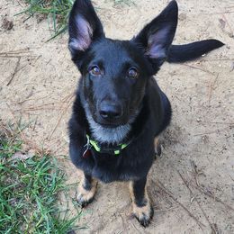 Freedom - Bi-color German Shepherd puppy in Deer Park, Alabama from Von Richardson Elite German Shepherds