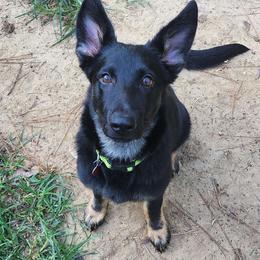 Freedom - Bi-color German Shepherd puppy in Deer Park, Alabama from Von Richardson Elite German Shepherds
