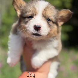 Joy - Red female Pembroke Welsh Corgi puppy in Montague, California from Shasta Valley Pembrokes