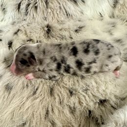 Male 1 - Blue merle male Toy Australian Shepherd puppy in Stephenville, Texas from Rockin J Lil Aussies