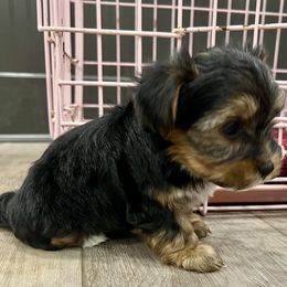 Yorkshire Terrier Puppies from Shayle's Yorkie Pups
