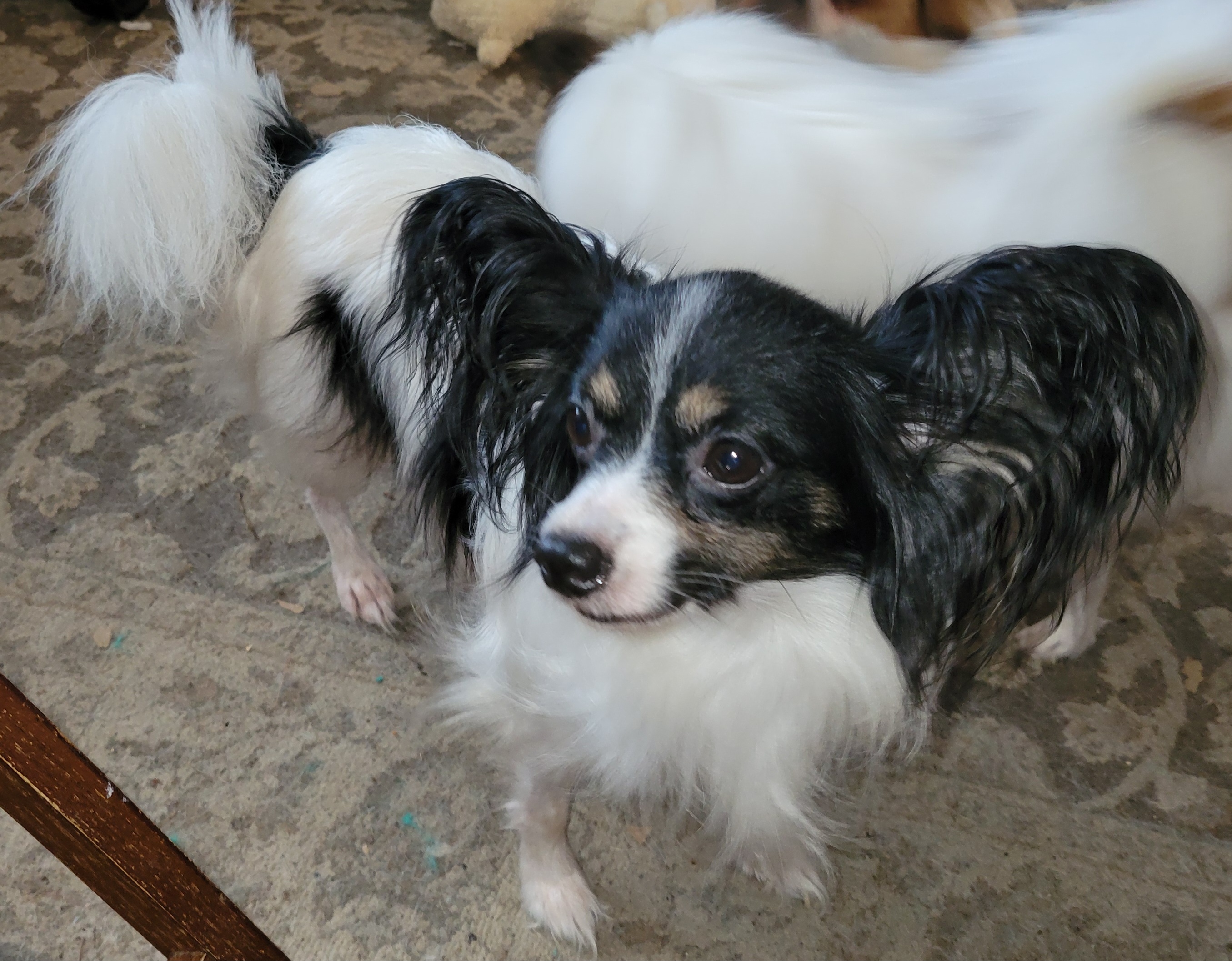 Daisy - Papillon