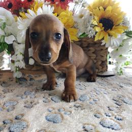 Hamilton - Sable male Dachshund puppy in Hudson, Michigan from Mittentail Kennel Miniature Dachshunds & Australian Shepherds