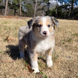 Boy 2 - Blue merle male Border Collie puppy in Piedmont, South Carolina from Soaring Borders Border Collies