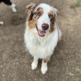 Ekko - Red merle male Australian Shepherd puppy in Monroe, Georgia from Lovable Little Aussies