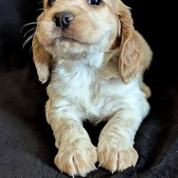 Working home needed - Lemon roan male English Cocker Spaniel puppy in Phillips, Nebraska from Fenloch Gundogs