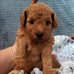 Stanley - Red Mini Poodle Raised in Home - Red  male Poodle puppy in Falcon, Missouri from Cedar House Heritage Poodles | AKC Toy & Miniature Poodle Puppies Raised in Home