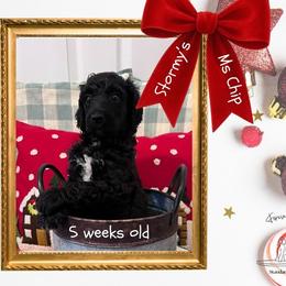 Chip - Black female Poodle puppy in Ocean Springs, Mississippi from Forever Summer Standard Poodles