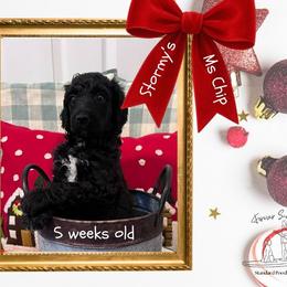 Chip - Black female Poodle puppy in Ocean Springs, Mississippi from Forever Summer Standard Poodles
