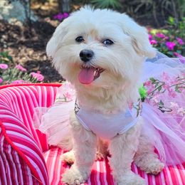 Maltese, Morkies, and Yorkshire Terriers from Fluff Town Puppies, LLC