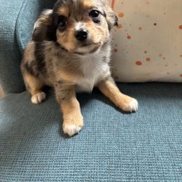 Chihuahua Puppies from Blue Grass Valley Chihuahuas