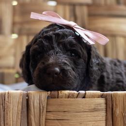 Willow - Chocolate female Labradoodle puppy in Stamford, Connecticut from Doodles of CT