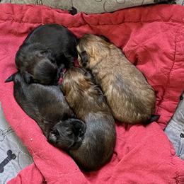Shih Tzu Puppies from Little Miracles Shih Tzu