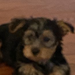 Yorkshire Terriers from Wiggins Yorkshire Terriers