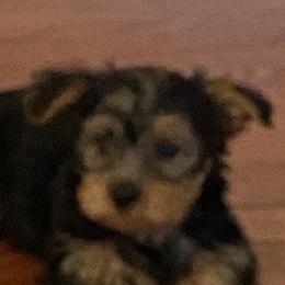 Yorkshire Terriers from Wiggins Yorkshire Terriers