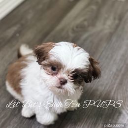Vada - Liver and white female Shih Tzu puppy in Walkertown, North Carolina from Lil’ Bit’s Shih Tzu