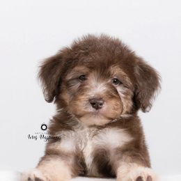 Bernedoodle and Aussiedoodle Puppies from Lillybee