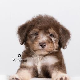 Bernedoodle and Aussiedoodle Puppies from Lillybee