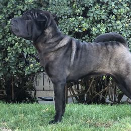 Chinese Shar-Pei from Setareh Chinese Shar Pei