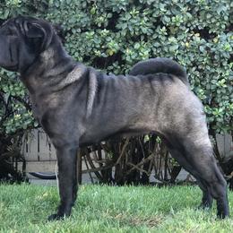 Chinese Shar-Pei from Setareh Chinese Shar Pei