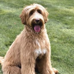 Australian Labradoodles from Forever Loyal Labradoodles