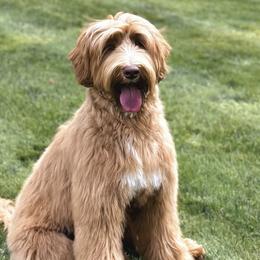 Australian Labradoodles from Forever Loyal Labradoodles