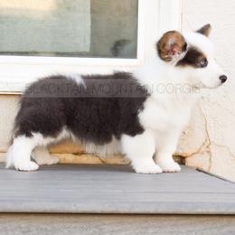 American Corgi and Pembroke Welsh Corgi Puppies from Blacktail Mountain Corgis