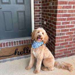 River - Goldendoodle