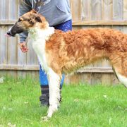 Borzoi All Grown Up from Northern Tier Hounds