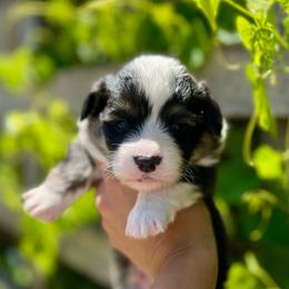 Male 3 - Black and tan male Pembroke Welsh Corgi puppy in Hueytown, Alabama from AAA Corgis
