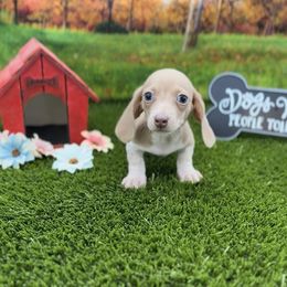 Isabella Based Cream Piebald Smooth Male - Cream male Dachshund puppy in Killeen, Texas from Southern Dachshunds