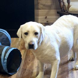 Stormy - Labrador Retriever