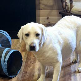 Stormy - Labrador Retriever