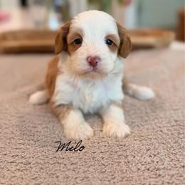 Milo - Caramel cream male Australian Labradoodle puppy in Nashville, Tennessee from SF Australian Labradoodles