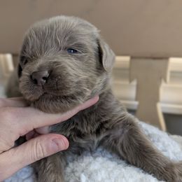 Black Boy - Beige male Newfoundland puppy in Independence, Missouri from K & L Ranch