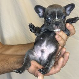 French Bulldog Puppies from For The Love of Frenchies