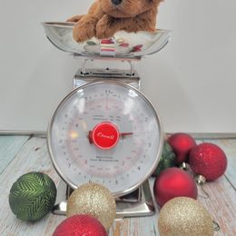 Boy 3 - Poodle puppy in Inman, South Carolina from Raynebow Rose Poodles