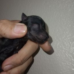 Boy 4 coated - Slate male Xoloitzcuintli puppy in Atwater, California from Cen Cal Xoloitzcuintle