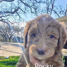Shamrock (Rocky) - Apricot male Goldendoodle puppy in Red Oak, Iowa from Fisher Pups-Stay Golden with a Doodle