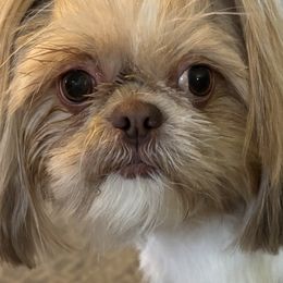 Shih Tzus from P and J Farms