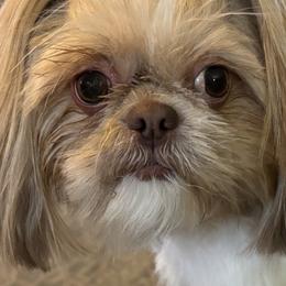 Shih Tzus from P and J Farms