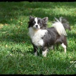 Anastasia - Chihuahua
