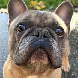 Bruno - Blue fawn male French Bulldog puppy in Belfair, Washington from SnortVille Frenchies & CreekSide Mini Doxies