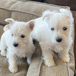 West Highland White Terriers from Broken Road Westies