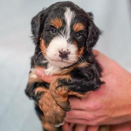 John - Tri-color male Bernedoodle puppy in Dundee, Ohio from Down Home Doodle
