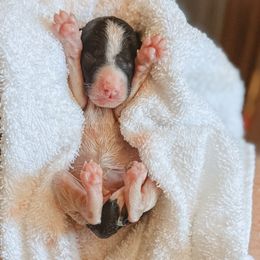 Black and White Parti Female 1 - Parti female Poodle puppy in Phoenix, Arizona from Moonshine Kennels AZ