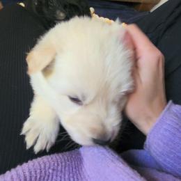 Tan - White male German Shepherd puppy in Pahrump, Nevada from Rayler Kennels