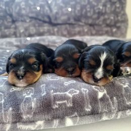 Cavalier King Charles Spaniel Puppies from Gigi's Cavalier Puppies