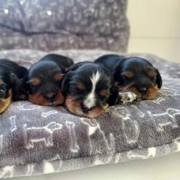 Cavalier King Charles Spaniel Puppies from Gigi's Cavalier Puppies