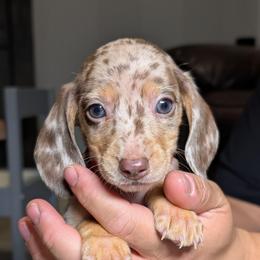 Grahm - Dapple male Dachshund puppy in Waddell, Arizona from The Bearded Companions